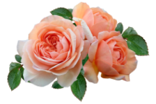 flowers-5466990_1280 